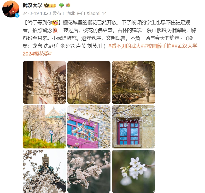 武汉大学樱花即将进入盛花期，官微发文，现场图片美翻了！